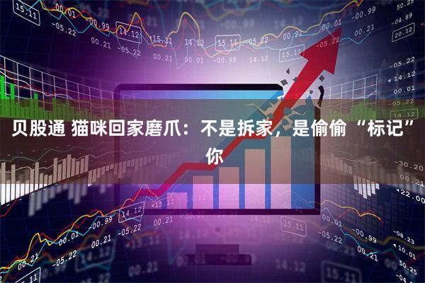 贝股通 猫咪回家磨爪：不是拆家，是偷偷 “标记” 你